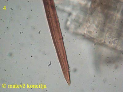 phellinus ferruginosus - seta