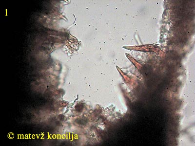 Fuscoporia ferruginosa - Setae