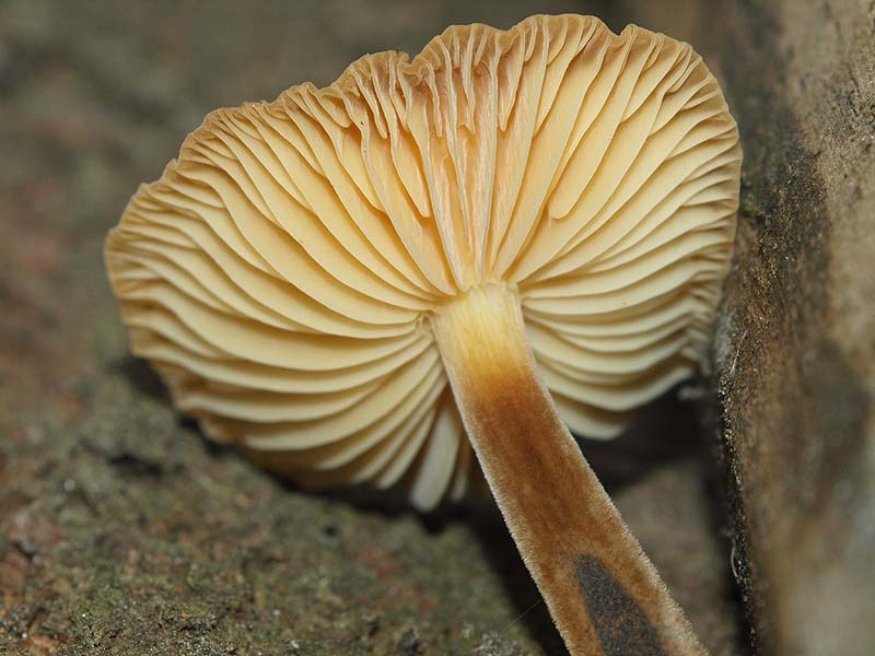 Flammulina elastica - Weiden-Samtfußrübling