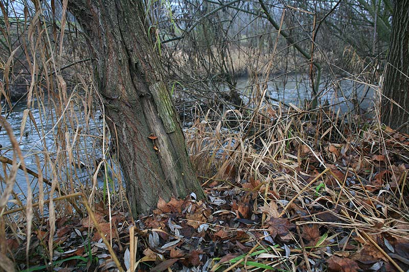 Flammulina elastica - Weiden-Samtfußrübling