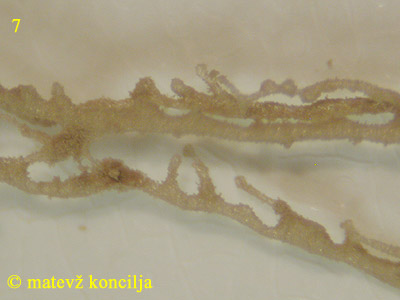 Lycogala flavofuscum - pseudocapillitium