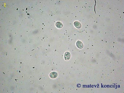 chamaemyces fracidus - Sporen