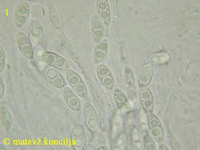 Nectria fuckeliana - Sporen