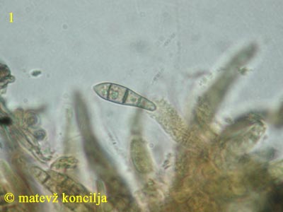 Melanomma fuscidulum - askospore