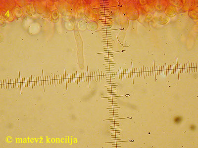 Clitopilus geminus - Lamelle