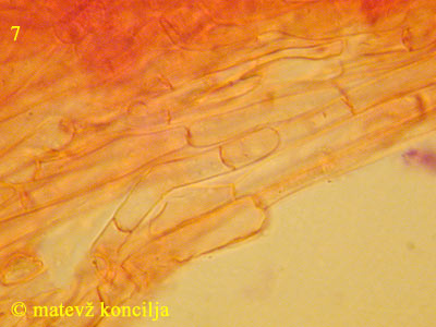 Clitopilus geminus