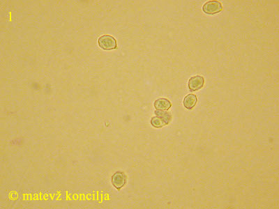 Clitopilus geminus - Sporen
