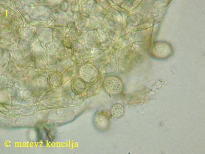 Aspergillus glaucus - konidiji