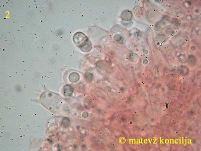 limacella delicata v. glioderma - bazidiji