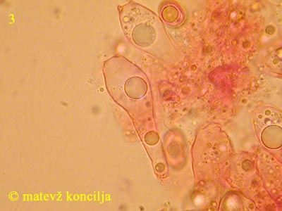 Volvariella gloiocephala - bazidiji