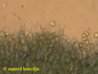 Clavulinopsis helvola - bazidiji