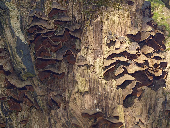 Hymenochaete rubiginosa - Rotbrauner Borstenscheibling