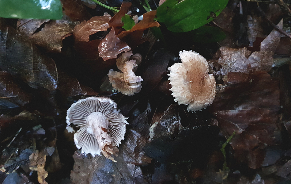 Inocybe griseolilacina