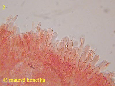 cylindrobasidium evolvens - bazidiji