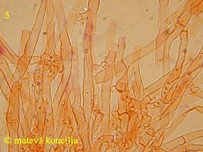 cylindrobasidium evolvens - hife