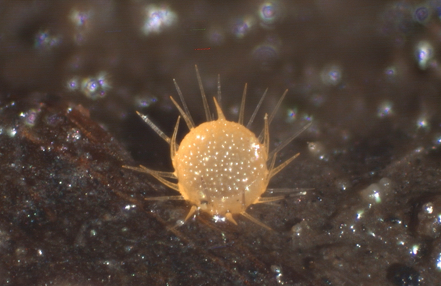 Lasiobolus macrotrichus