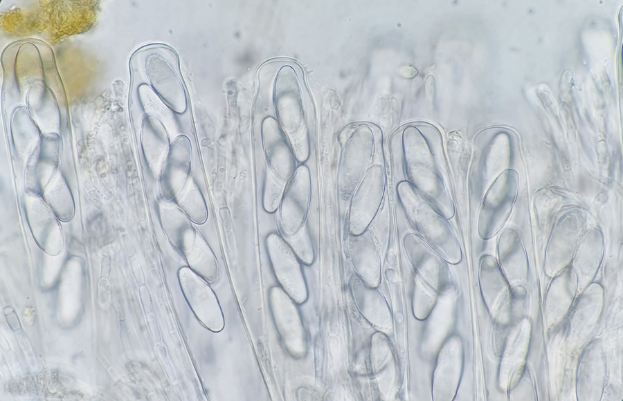 Lasiobolus macrotrichus