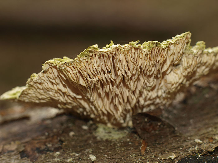 Lenzites betulina - Birkenblättling