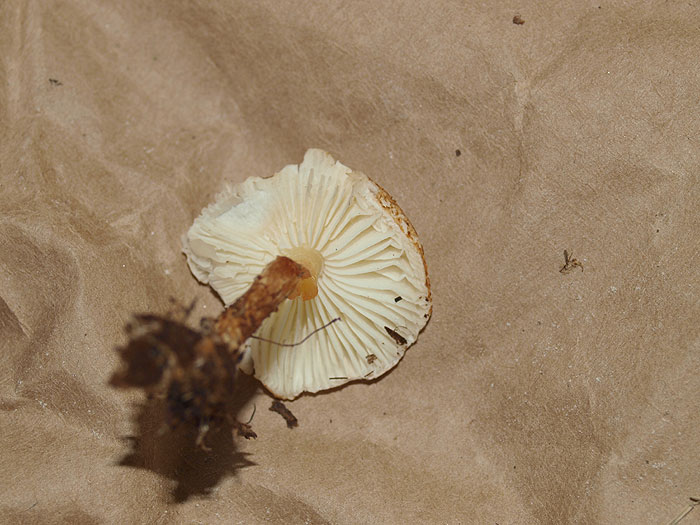 Lepiota castanea - kostanjasti deniček