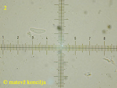 Mollisia lividofusca - Spore