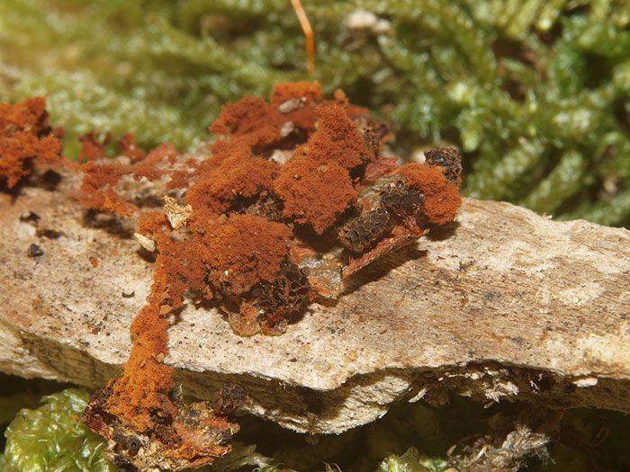 Metatrichia vesparium