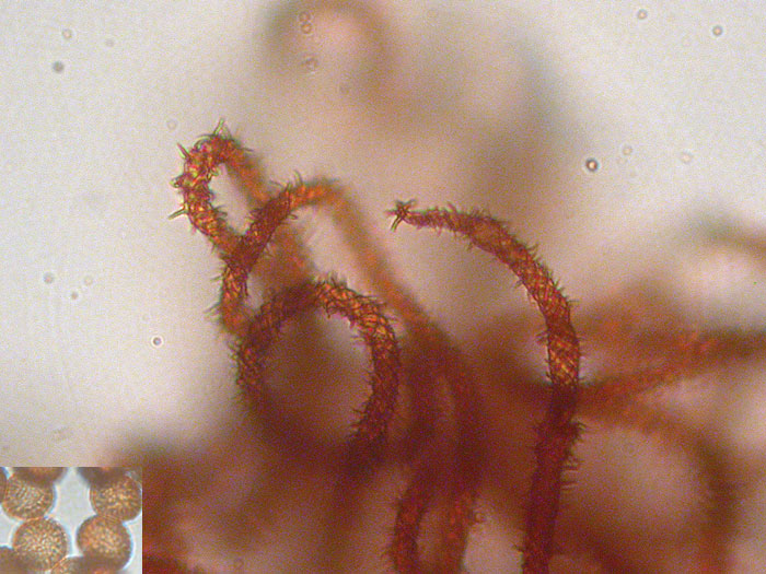 Metatrichia vesparium