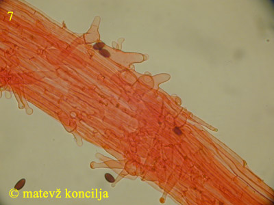 Psathyrella microrhiza - Kaulozystiden
