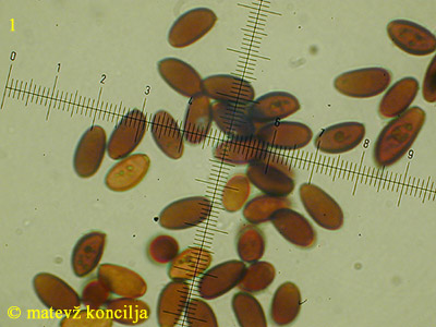 Psathyrella microrhiza - Sporen