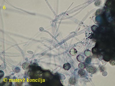 hypomyces microspermus - aleurio- in phialokonidiji