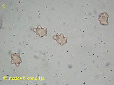 Inocybe mixtilis - Sporen