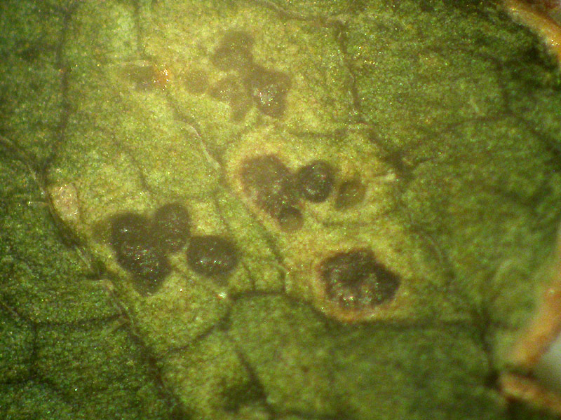 Mycosphaerella podagrariae
