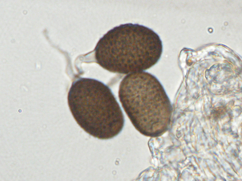 Neovossia moliniae