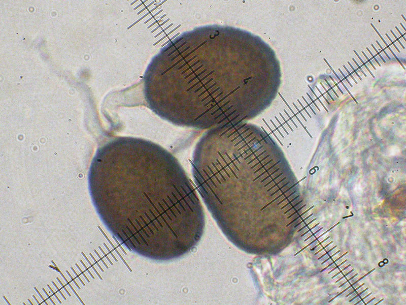 Neovossia moliniae