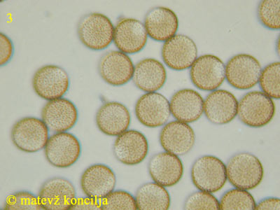 Comatricha nigra - Sporen