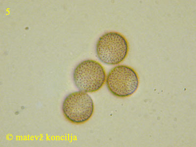 Comatricha nigra - Sporen