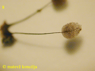 Comatricha nigra - trosnjak