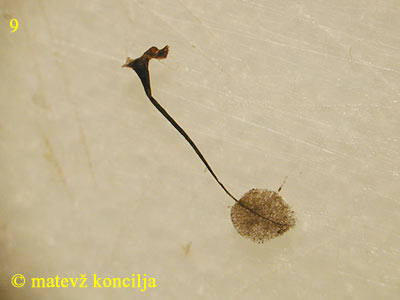 Comatricha nigra - Sporocarp