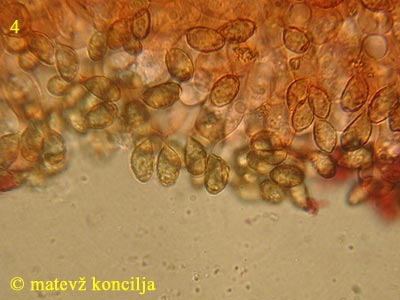 Cortinarius odorifer - bazidiji