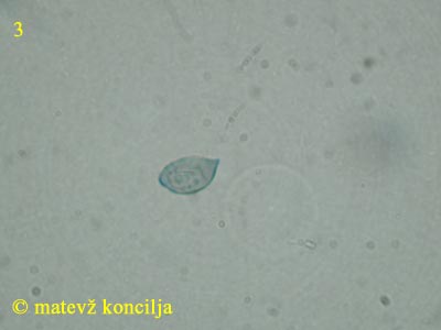 Cortinarius odorifer - Perispor