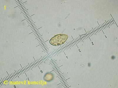 Cortinarius odorifer - Spore