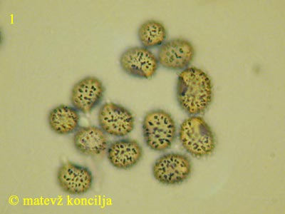 Russula olivacea - trosi