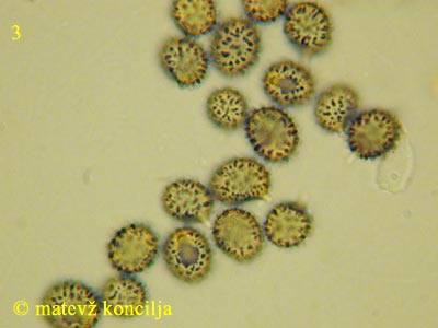 Russula olivacea - trosi