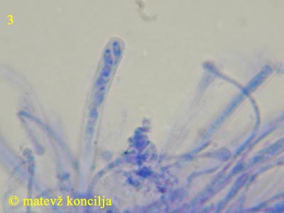 orbilia coccinella - ask