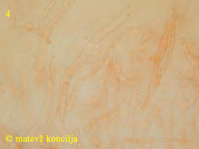 Russula paludosa - Haare
