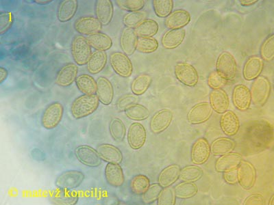 gymnopilus penetrans - trosi