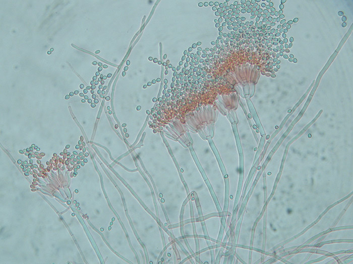 Penicillium expansum