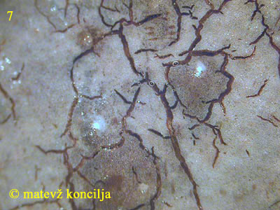 peniophora cinerea - povečana slika