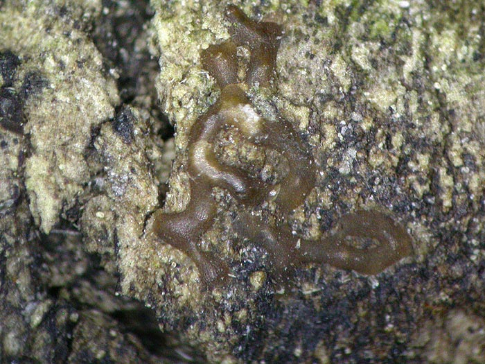 Perichaena vermicularis - Wurmförmiger Deckelstäubling