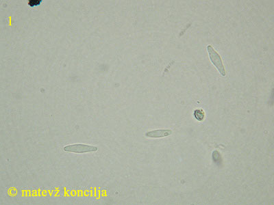 Pyrenopeziza petiolaris - Sporen
