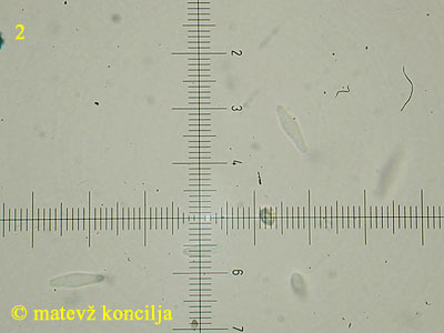 Pyrenopeziza petiolaris - Sporen